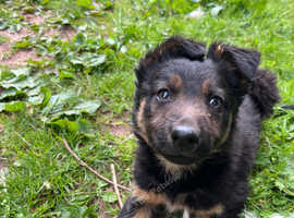 Beautiful Sheepdog Puppies
