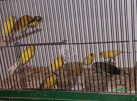 Canaries available