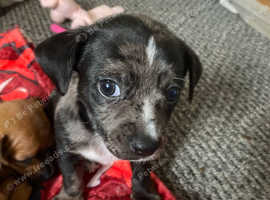 6 week old chiweenies