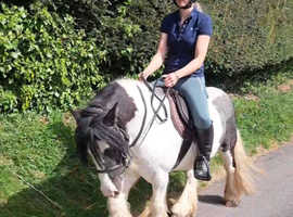 Lovely Cob Gelding