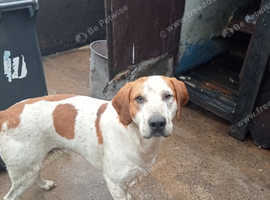 Fox hound