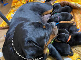 Beautiful Rottweiler puppies for sale