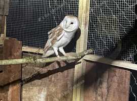 Breeding pair barn owls