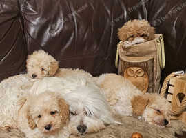Tiny, beautiful Maltipoos puppies.