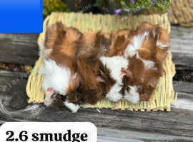 Baby guinea pigs for sale Sheffield ready now and shortly