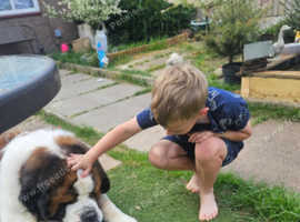 2 year old male St Bernard