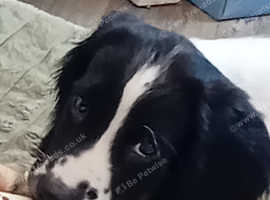 Stunning English Springer Spaniel Pup