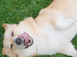 Corgi (pure breed) Pembroke male 3 years old