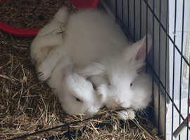 Holland lop, new Zealand lop