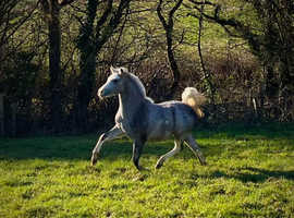 Stunning 2 year old filly Hope Vivacious  by Heniarth Question