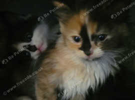 Very fluffy ragdoll/ragdollx