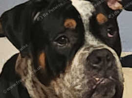 Boxer cross English bulldog