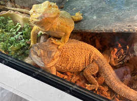 2 bearded dragons and full set of enclosure