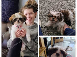 Shih-tzu
