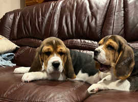 Beautiful beagle puppies