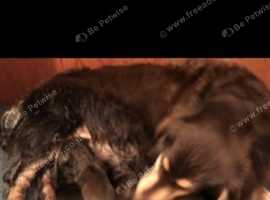 Miniature Dachshunds For Sale Rehome In Sutton Find Dogs