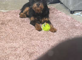 Jagdterrier names ollie