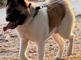 American Akita bear face