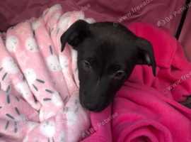 Lurcher Dogs Puppies For Sale Rehome In Mirfield Find Dogs