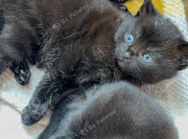 Kittens 7 weeks