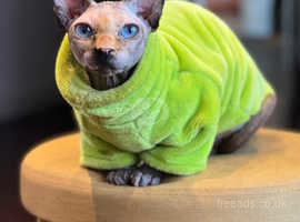 Looking for to adopt sphynx.