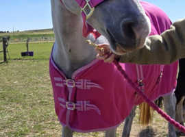 Companion Mare looking for her new family