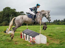 handsome , ID  grey gelding for sale , 16.2hh, 9 years old
