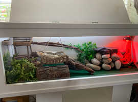 18 month old bearded dragon and vivarium for sale