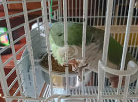 Quaker Parrot For Sale