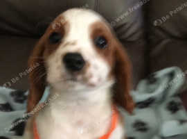 Blenheim cavalier King Charles puppy