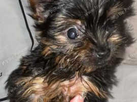 MINITURE YORKSHIRE TERRIER with Individual VET HEALTH CERTIFICATE