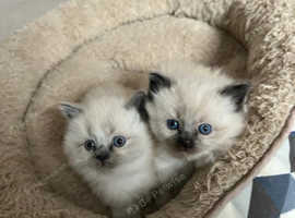 Ragdoll Kittens in Edinburgh EH178GA on Freeads Classifieds - Ragdolls ...