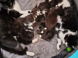 9 stunning black and white kittens, 5 girls and 4 boys