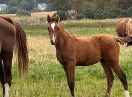 Arabian filly