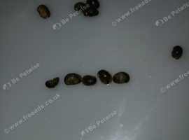 True fresh water nerite snails
