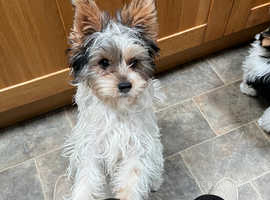 Biewer Yorky Terrier for sale