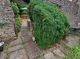 Garden maintenance :)