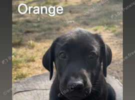 Belgium mal x Labrador x German shepherd