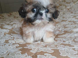 Shih tzu puppies