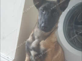 5 months old belguin malonois