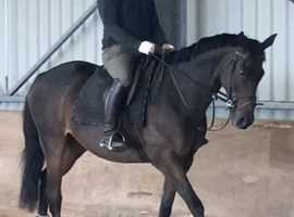 Dressage/Fun Horse