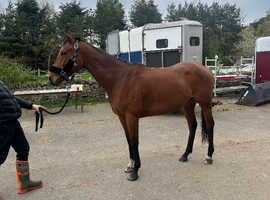 millie 16hh bay mare