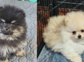 LAST 2. Top quality, Champion bloodline Pomeranian puppies