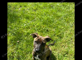 URGENT HOME NEEDED 13 month old female staff x Dutch shepherd