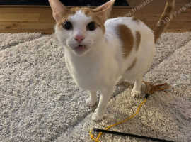 Luc - Male Cat - 5 years Old