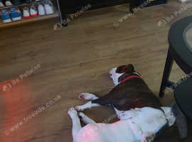 American bully standard