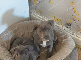 Staffordshire bull terrier puppies