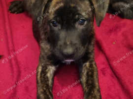 For sale puppies