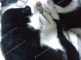 Kitten Twins 6months
