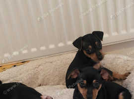 Miniature pincher puppies looking for a new home